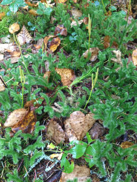 Image of Stag's-horn Clubmoss