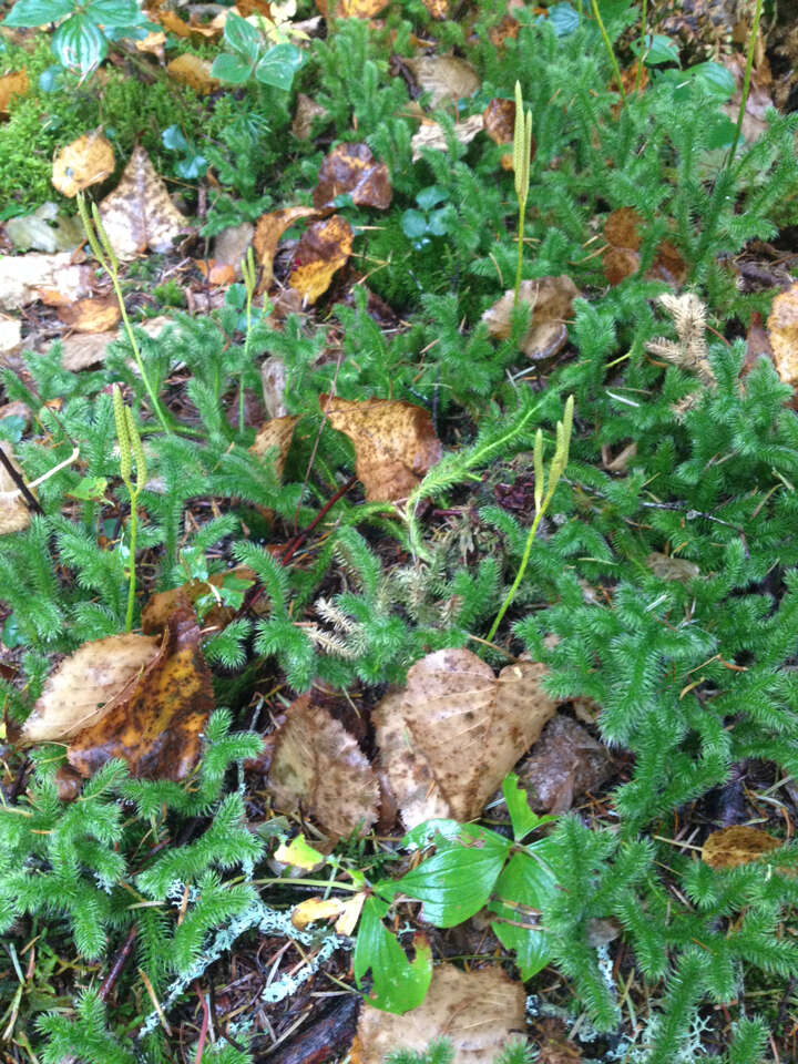 Image de Lycopode en massue