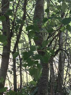 Image of Grey poplar