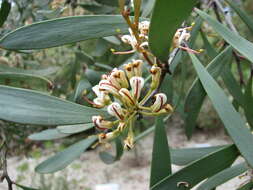 Image of pincushion tree