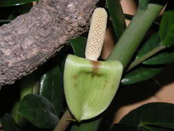 Image de Zamioculcas zamiifolia (G. Lodd.) Engl.