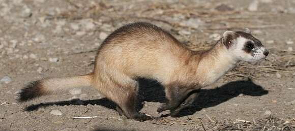 Image of Black-footed Ferret