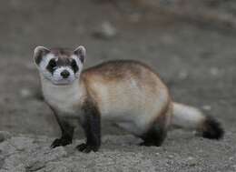 Image of Black-footed Ferret