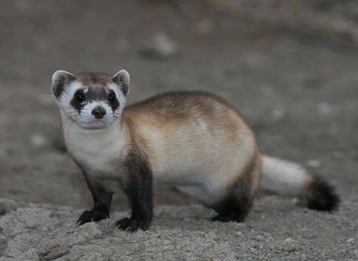 Image of Black-footed Ferret