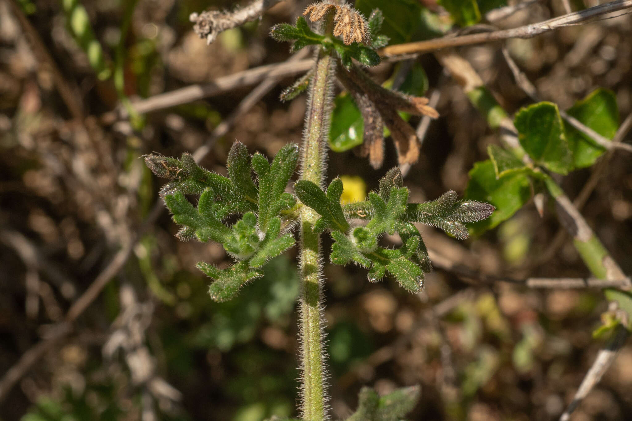 Image of Glandularia laciniata (L.) Schnack & Covas