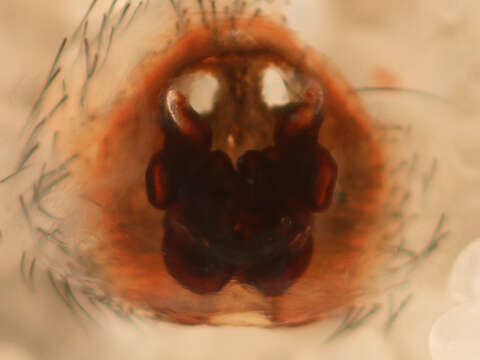 Image of Phidippus johnsoni (Peckham & Peckham 1883)