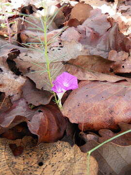 Imagem de Ipomoea capillacea (Kunth) G. Don