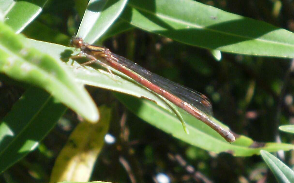 Image of Common Redcoat Damselfly