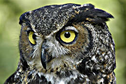 Image of Great Horned Owl