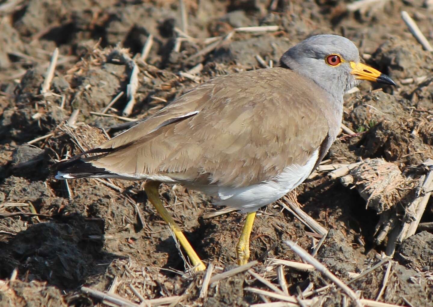 Image of Grey-headed Lapwing