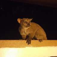 Image of Garnett's Greater Galago