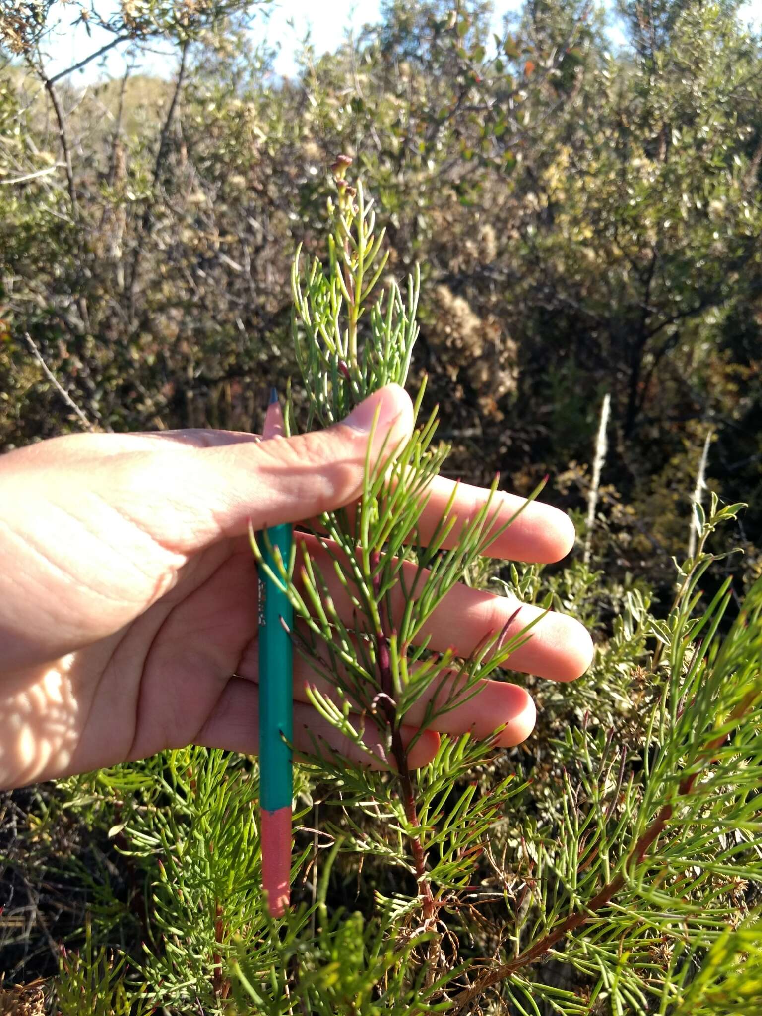 Image of Senecio subulatus D. Don ex Hook. & Arn.