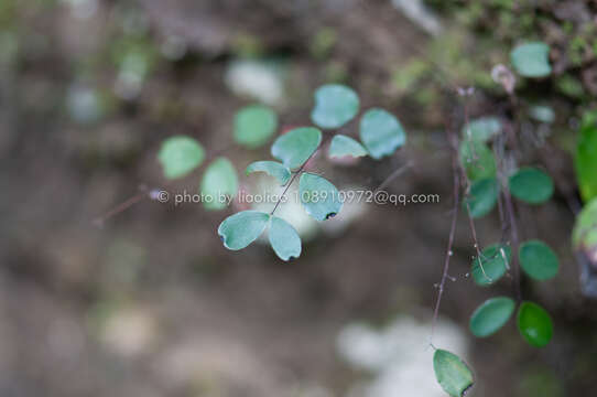 Image of Adiantum gravesii Hance