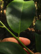 Image of Casearia ovata (Lam.) Willd.