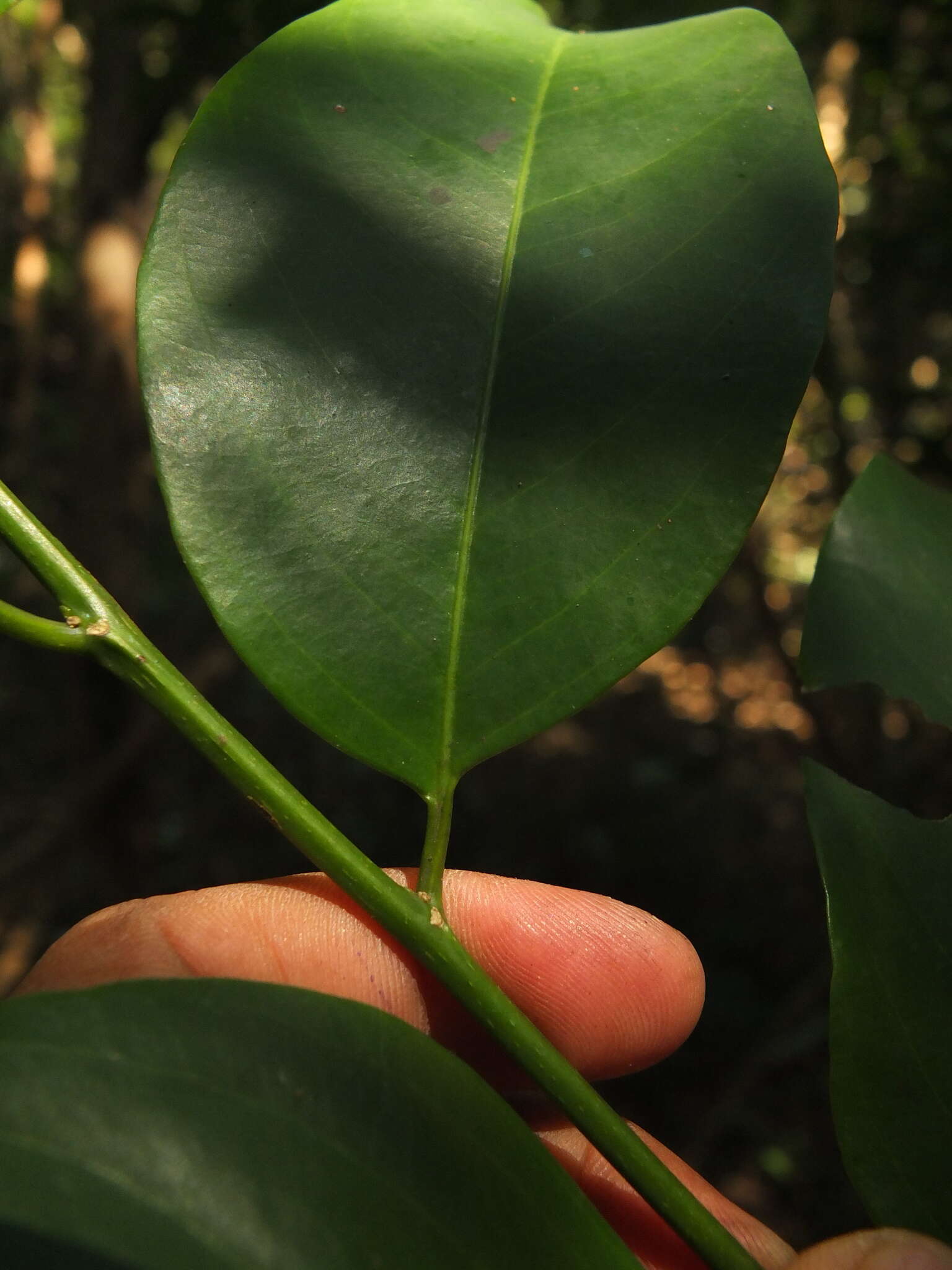 Image of Casearia ovata (Lam.) Willd.