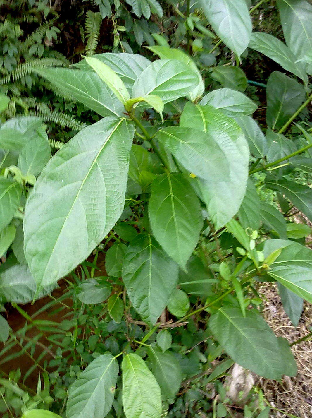 Ficus exasperata Vahl的圖片