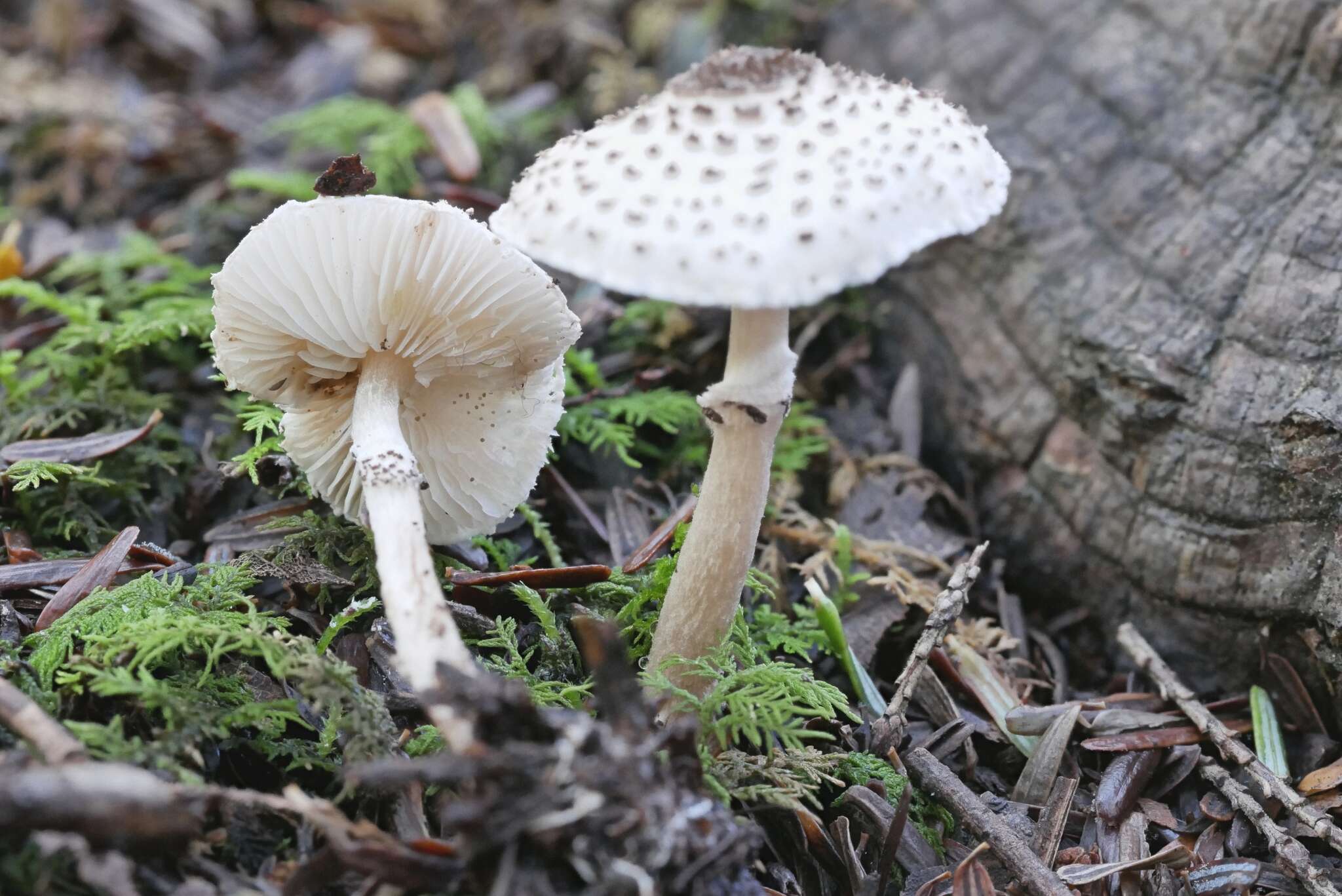 Слика од Lepiota felina (Pers.) P. Karst. 1879