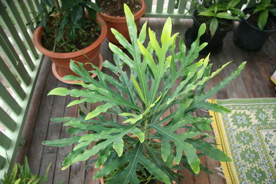 Image of Red silky oak