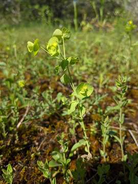 Image of tinted woodland spurge