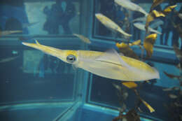 Image of bigfin reef squid