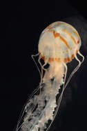 Image of purple-striped jellyfish