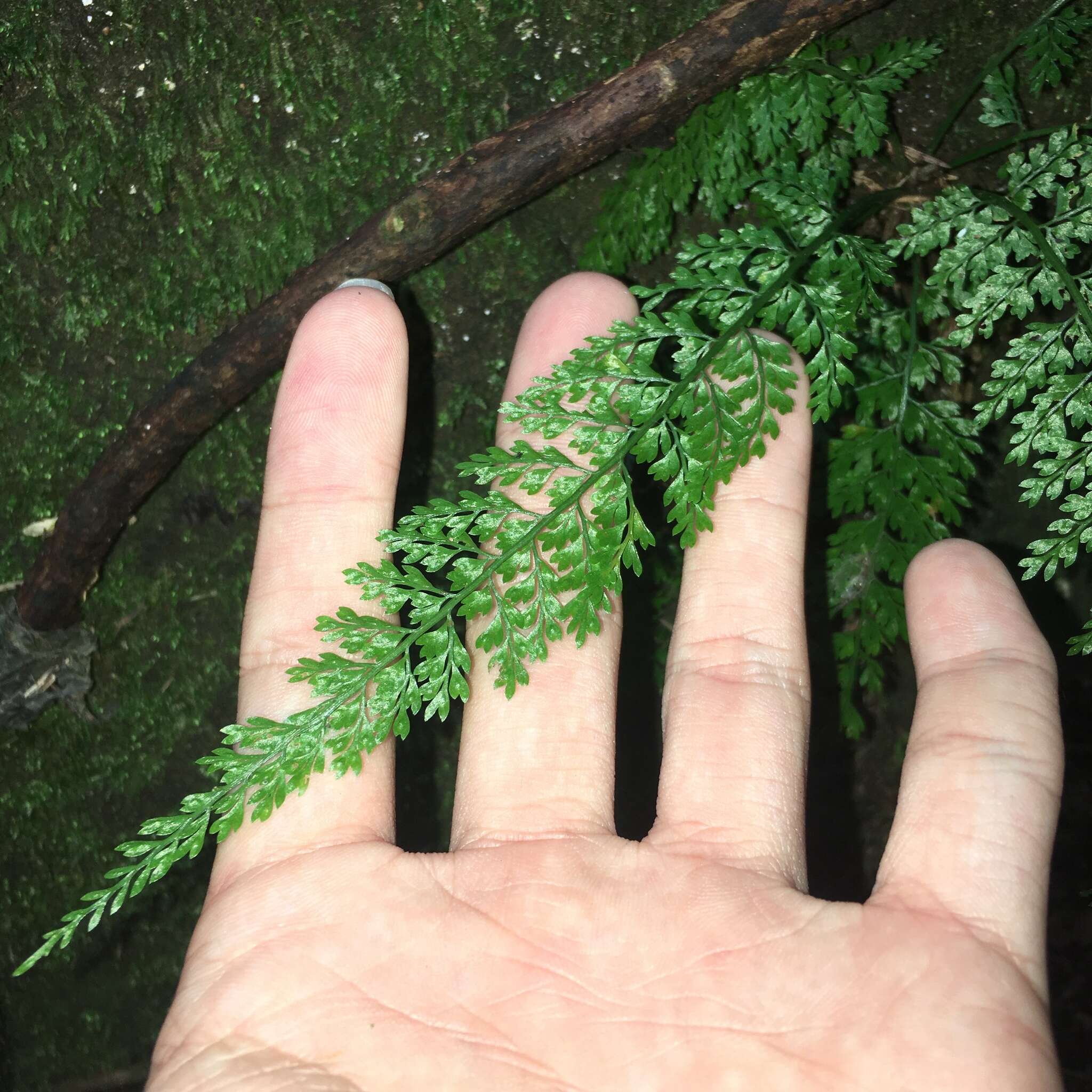 Image de Asplenium tenuifolium D. Don