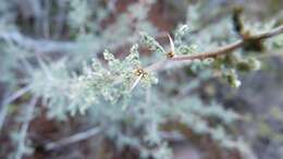 Image of Asparagus capensis var. capensis