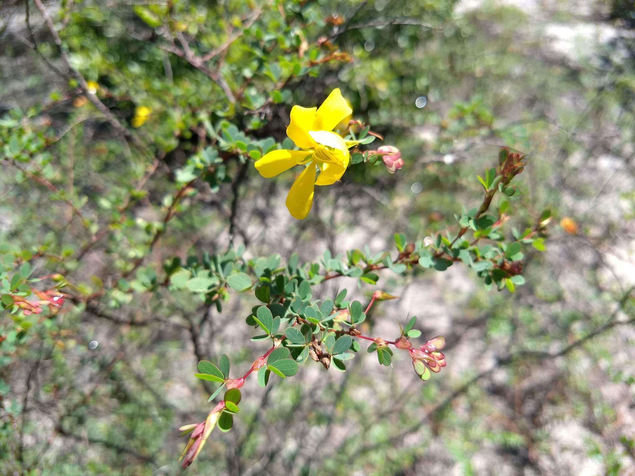 Image of Chamaecrista ramosa (Vogel) H. S. Irwin & Barneby