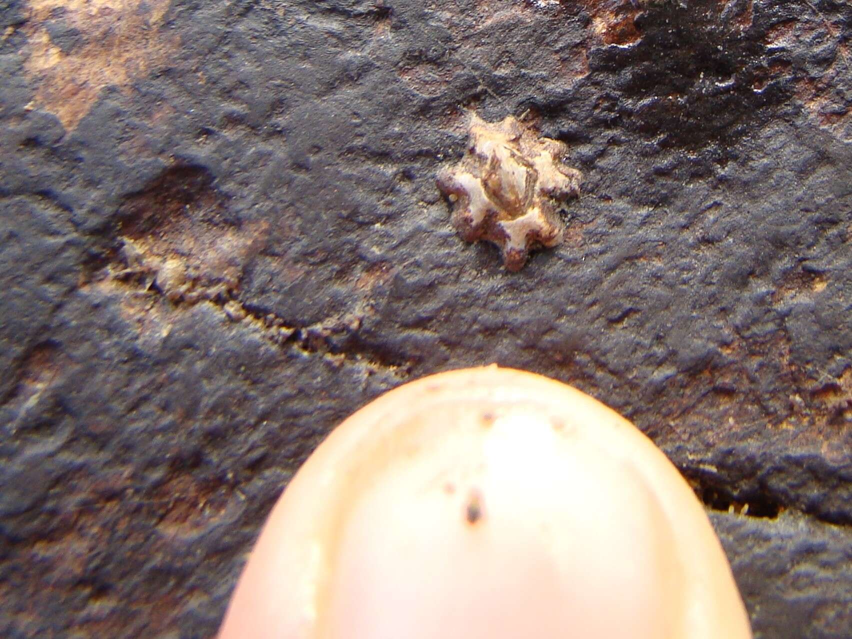 Image of New Zealand barnacle