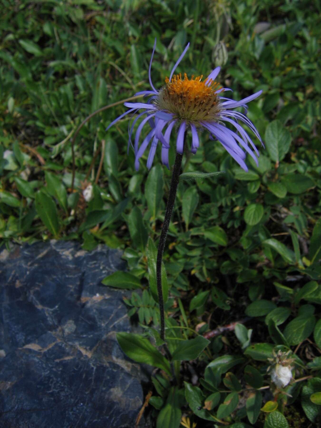 Plancia ëd Aster flaccidus Bunge