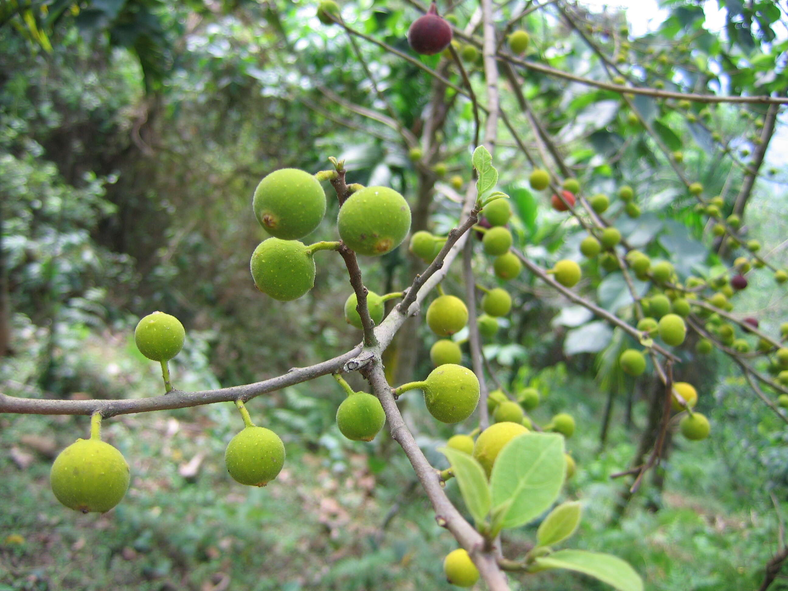 Ficus exasperata Vahl的圖片