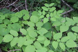 Image de Aralia continentalis Kitag.