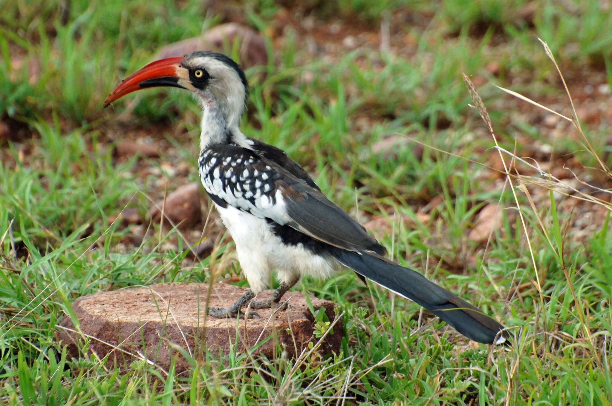 Image of Tanzanian Red-billed Hornbill