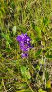 Imagem de Campanula glomerata subsp. farinosa (Rochel ex Besser) Kirschl.