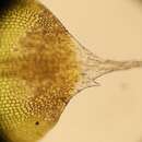 Image of Wright's jaffueliobryum moss