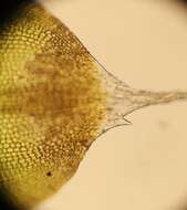 Image of Wright's jaffueliobryum moss