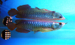 Image of silver arowana