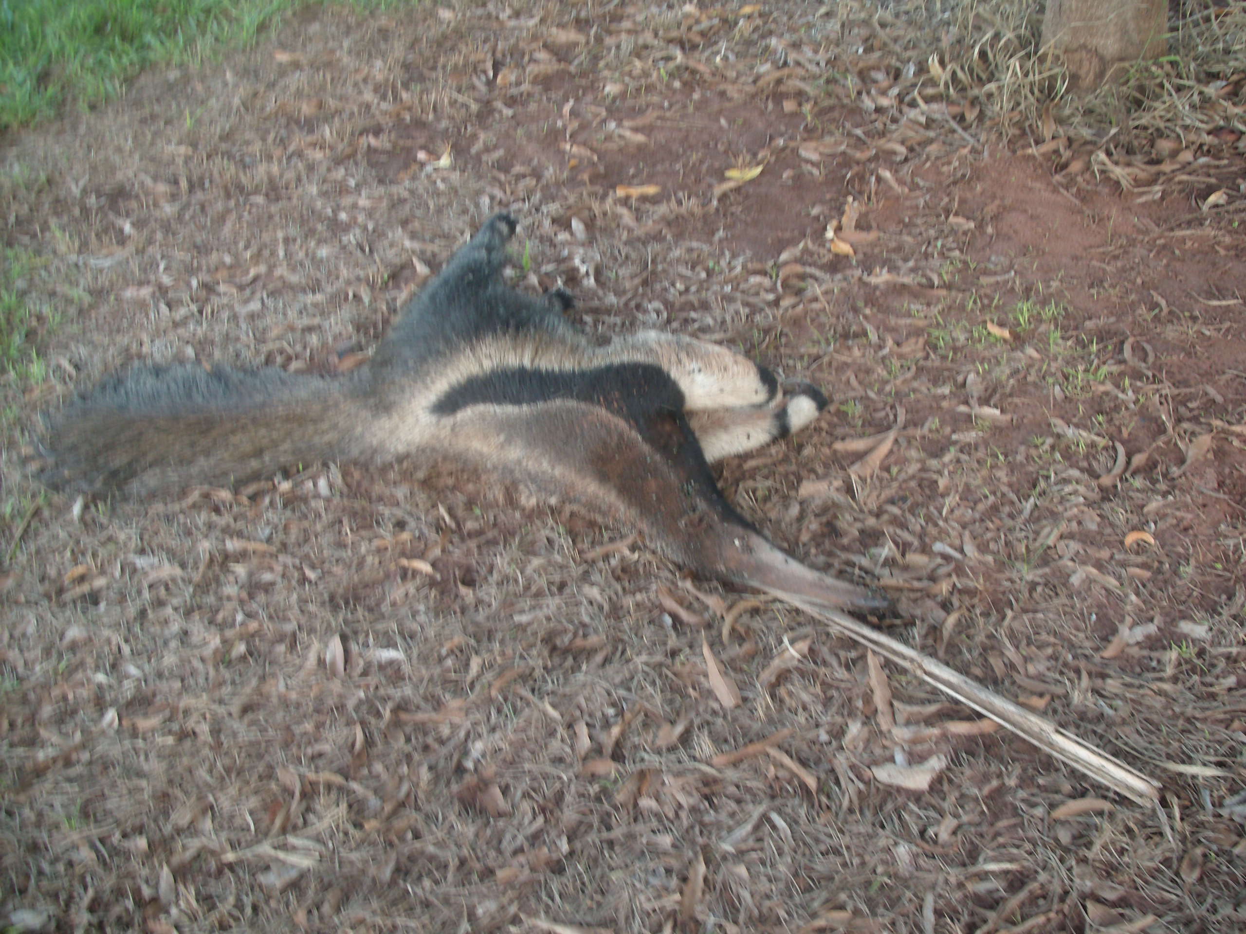 Image of anteater