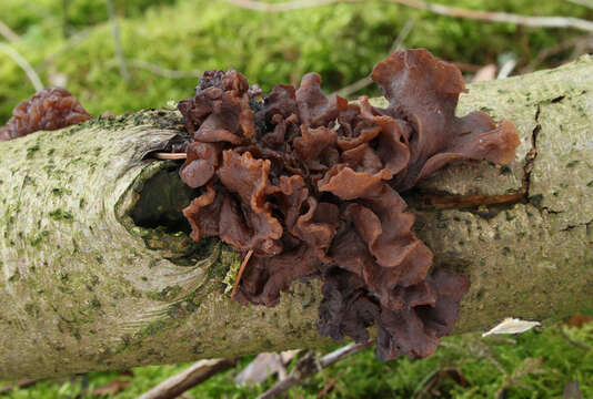 Image de Tremella foliacea