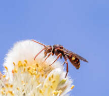 Image of Nomada gracilis Cresson 1863