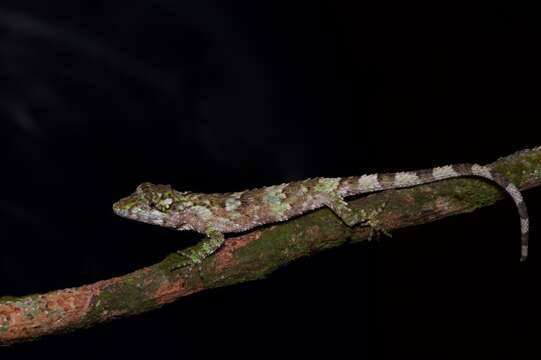 Imagem de Cophotis dumbara Samarawickrama, Ranawana, Rajapaksha, Ananjeva, Orlov, Ranasinghe & Samarawickrama 2006