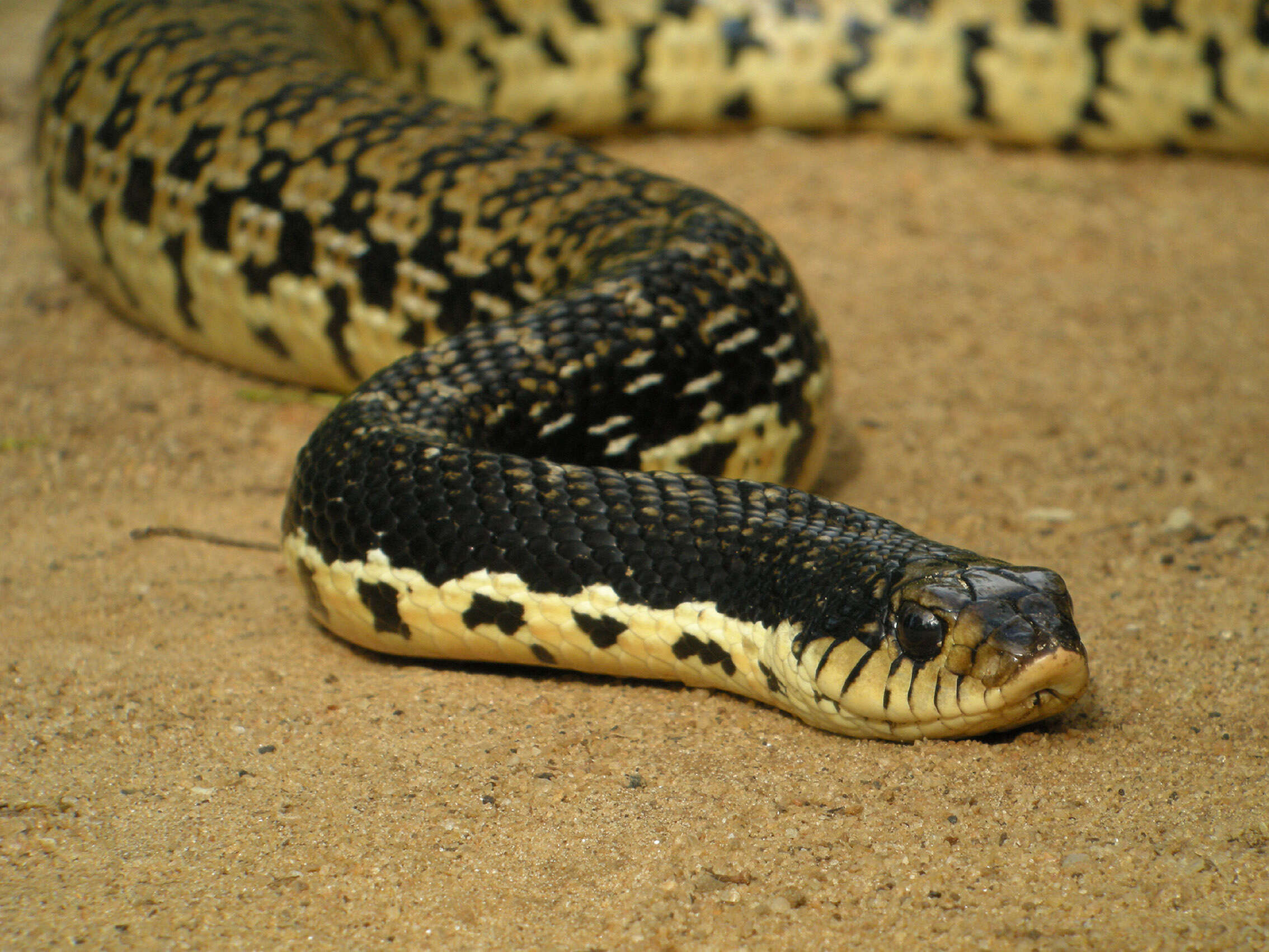 Image of Malagasy hognose snake