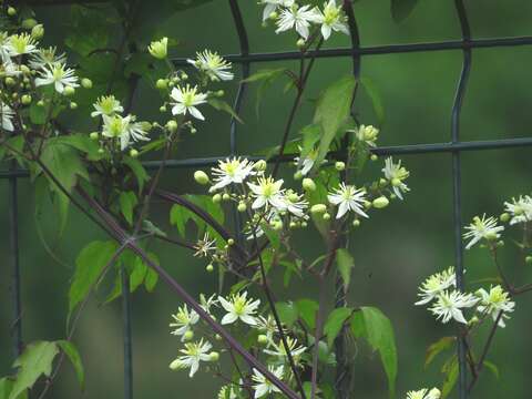 Image of Clematis brevicaudata DC.