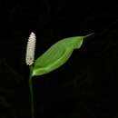 Image of Spathiphyllum humboldtii Schott