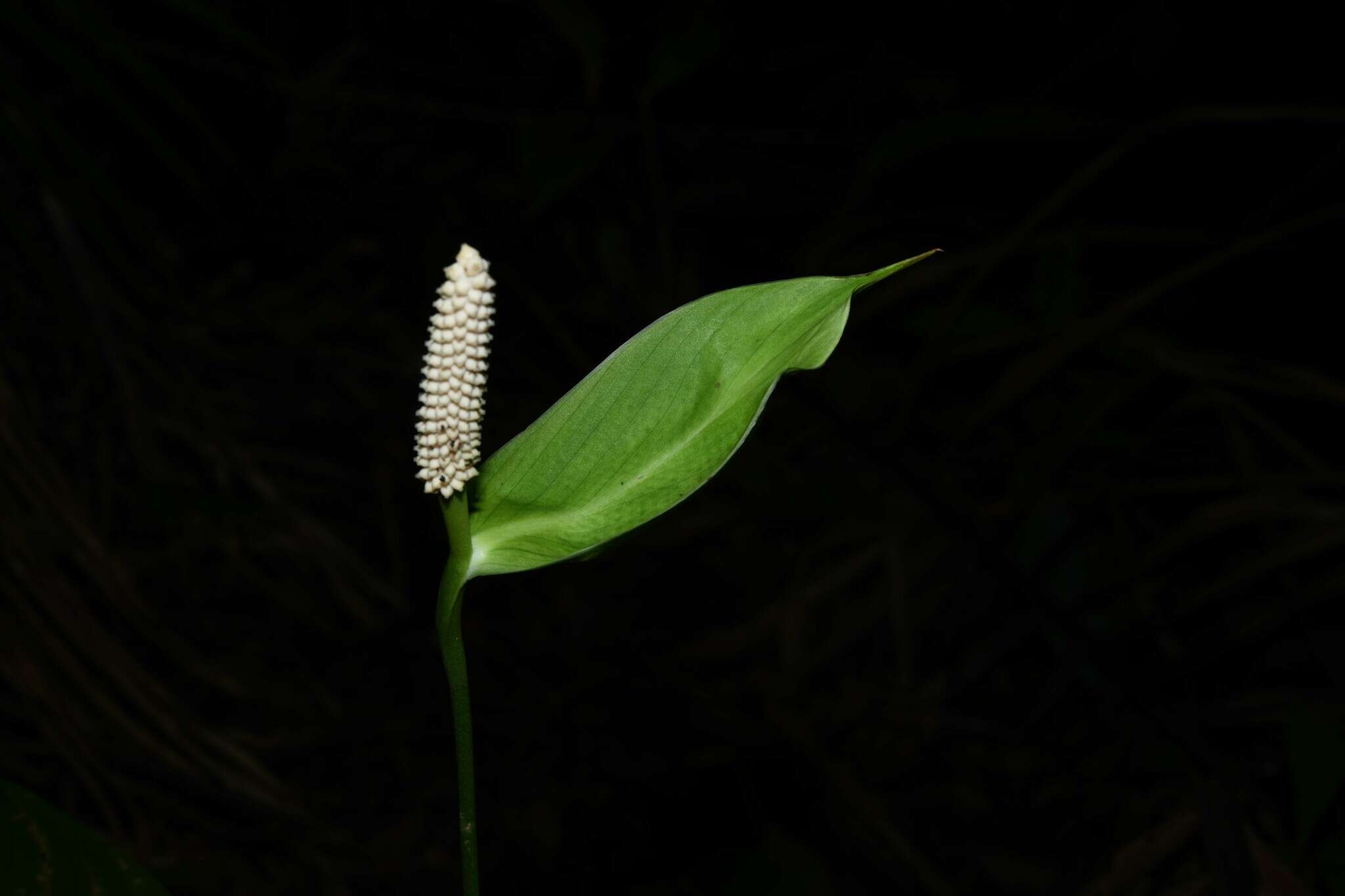 Image of Spathiphyllum humboldtii Schott