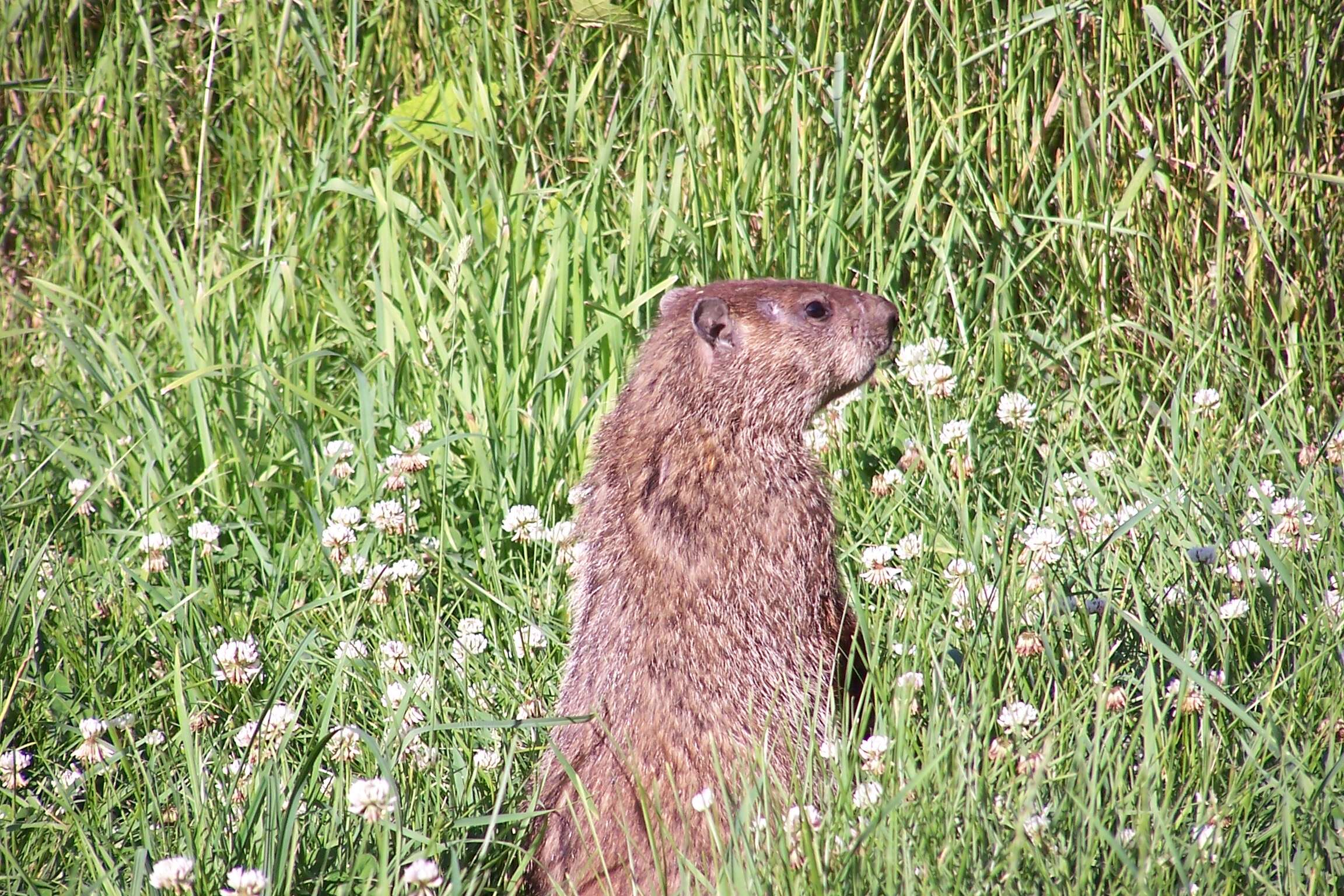 Image of Marmota subgen. Marmota Blumenbach 1779