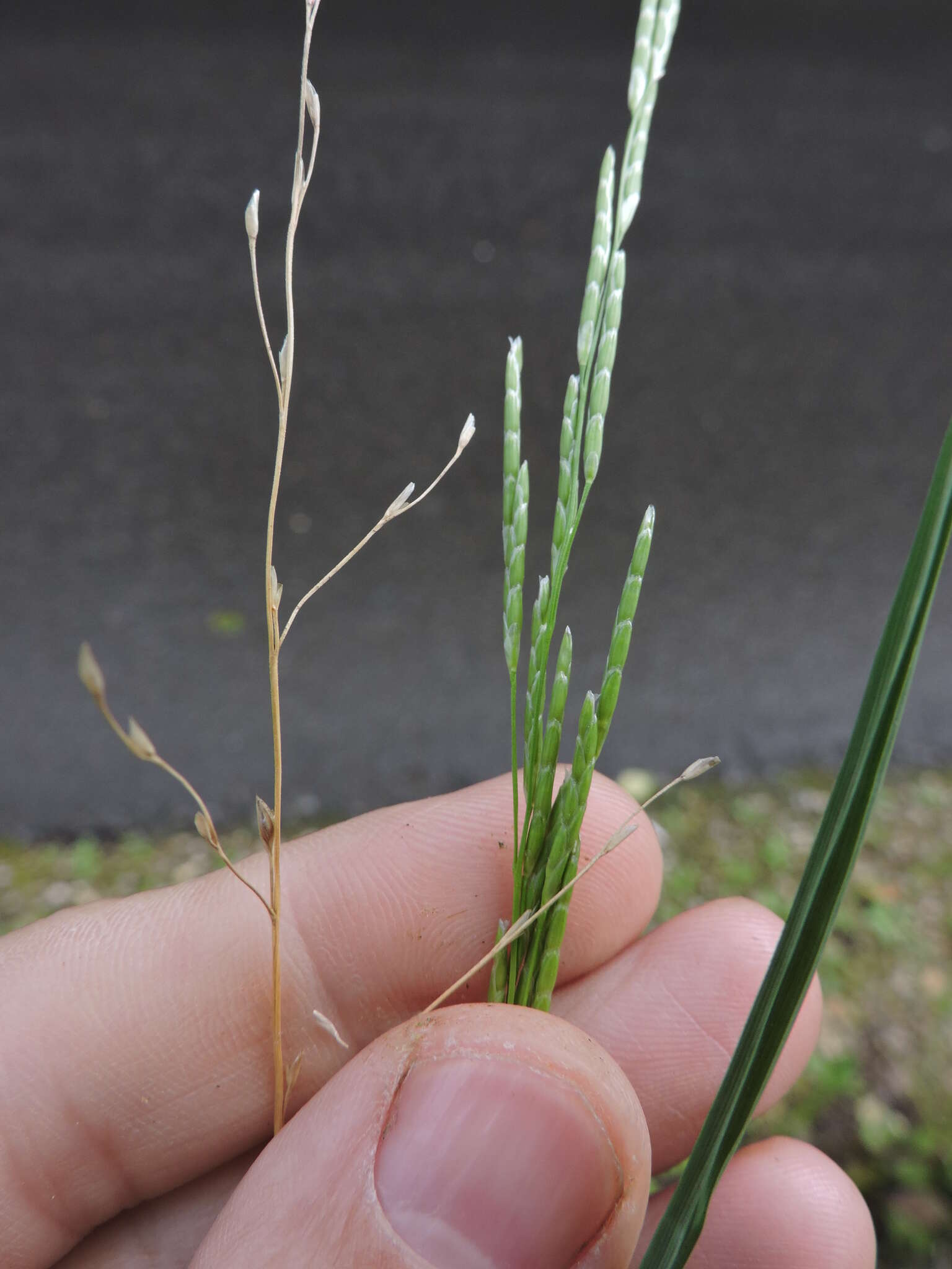 Plicate Sweet-Grass Glyceria notata