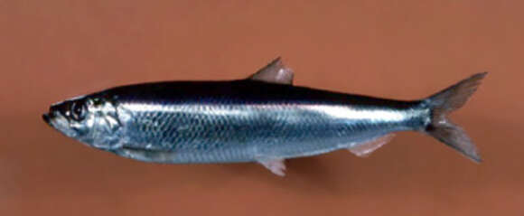 Image of Atlantic Herring