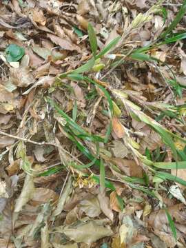 Image of Maxillaria houtteana Rchb. fil.