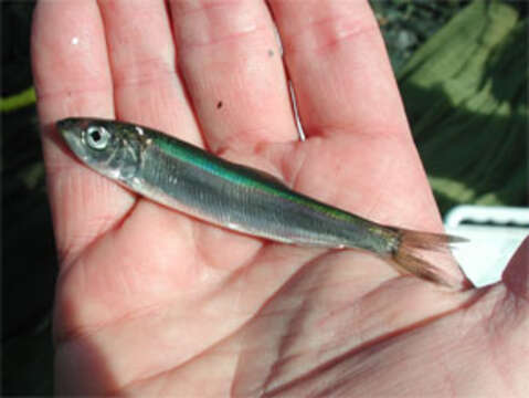 Image of Pacific herring